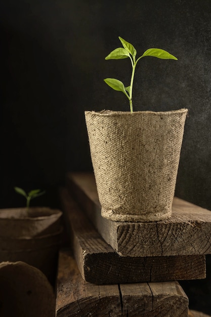 Cultivo de plántulas de hortalizas en una maceta Un brote en el suelo Brote verde joven