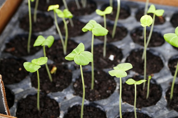 Cultivo de plántulas para el jardín en primaverapequeñas plántulas para el jardín germinando plántulas