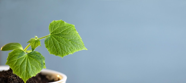 Cultivo de plántulas de pepino sobre un fondo azul Jardín huerta primavera plantingsbanner