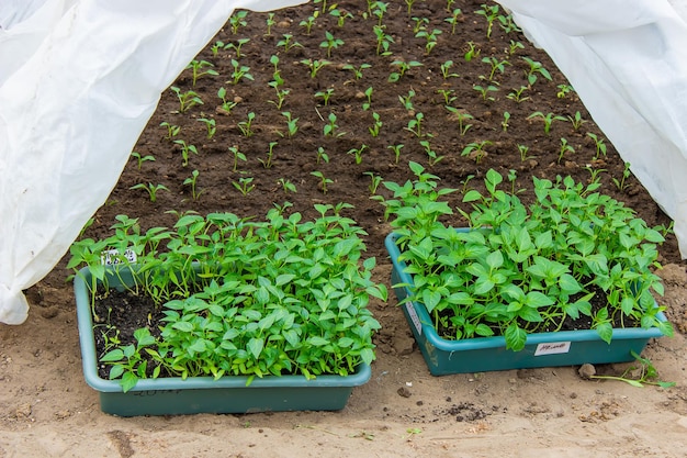 Cultivo de plántulas de pimiento dulce.