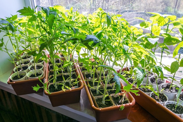 Cultivo de plántulas de tomate en el alféizar de la ventana bajo el sol brillante. Temporada de primavera