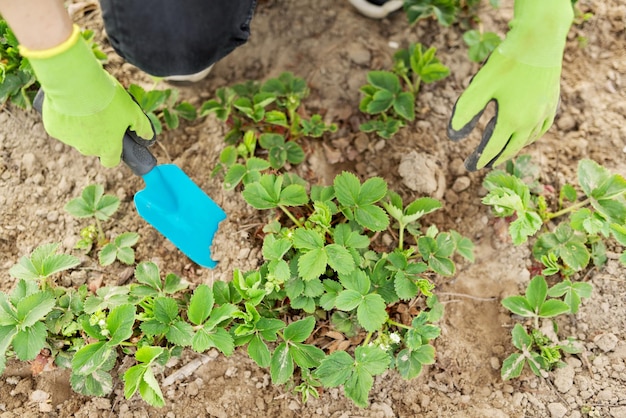 Cultivo de primavera de arbustos de fresa mujer jardinero en guantes con pala de jardín trabajando en campo de fresa