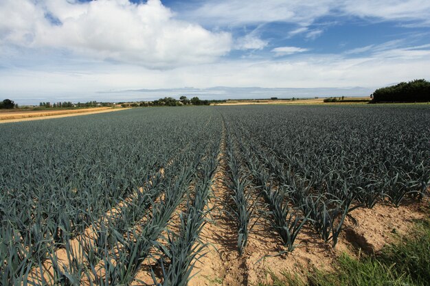 Cultivo de puerros en la arena en un campo en Normandía