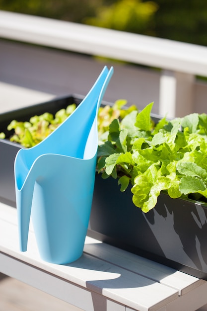 Cultivo de rábano y ensalada en un recipiente en el balcón. Huerta