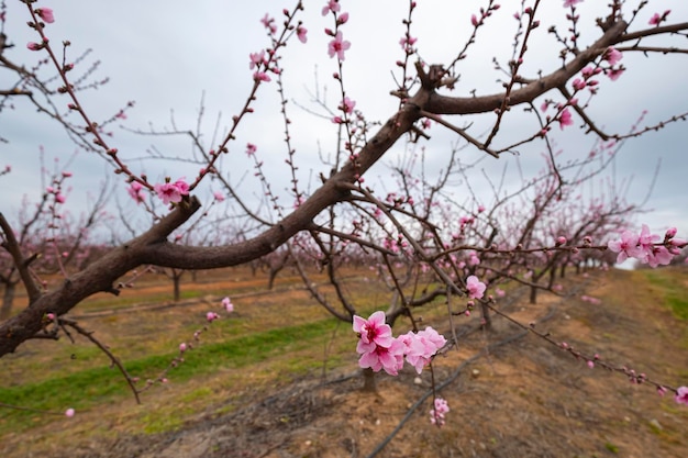 Cultivo de regadío de melocotoneros en plena floración