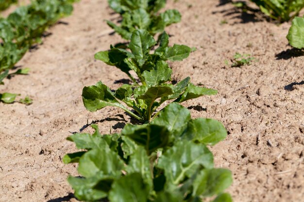 Cultivo de remolacha azucarera para la producción