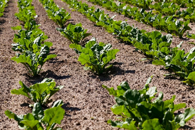 Cultivo de remolacha azucarera para la producción