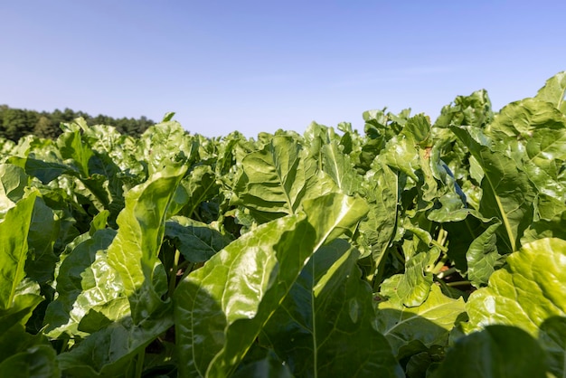 Cultivo de remolacha en un campo agrícola