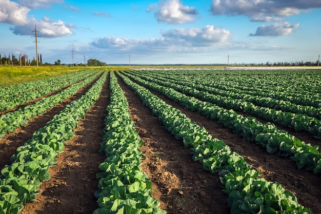 Cultivo de repollo en el campo.