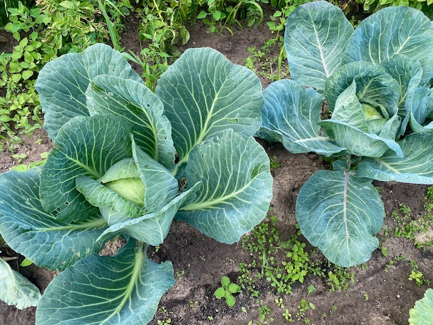 el cultivo de repollo en un jardín de verduras