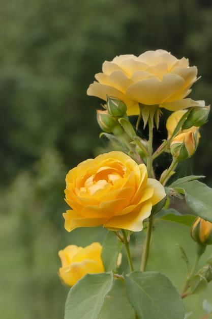 Cultivo de rosas en aerosol en el jardín, rosas amarillas fondo borroso