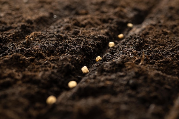 Cultivo de semillas de hortalizas en suelo de semillas en el concepto de agricultura de metáfora de jardín de horticultura Sembrar semillas en campo abierto