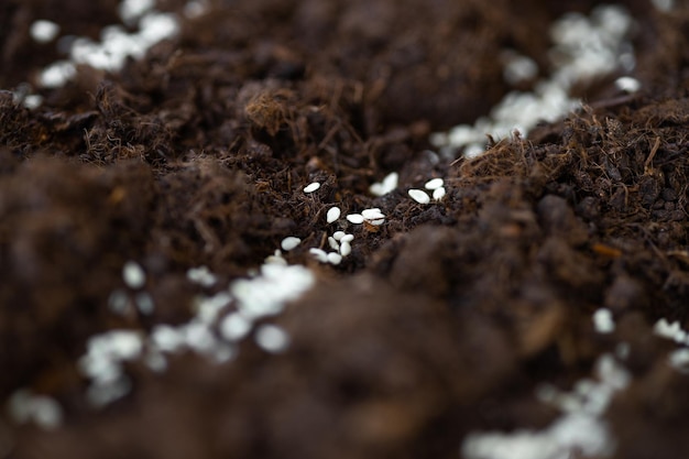 Cultivo de semillas de hortalizas en suelo de semillas en el concepto de agricultura de metáfora de jardín de horticultura