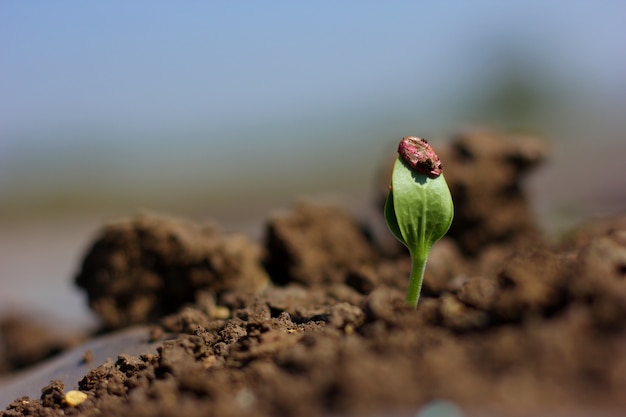 Cultivo de semillas de melón de agua en granja