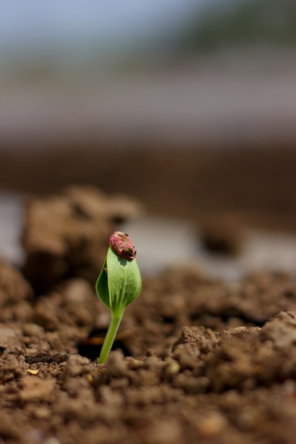 Cultivo de semillas de melón de agua en granja