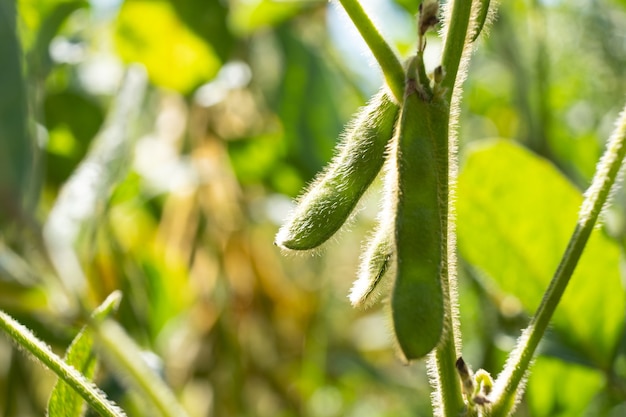 Foto cultivo de soja verde sustituto de carne de plantas de soja