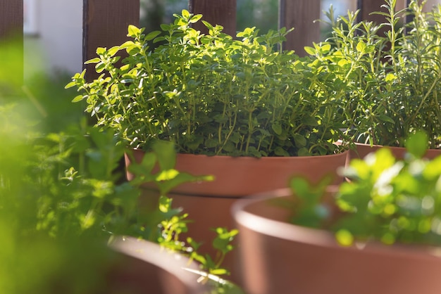 Cultivo de sus propias hierbas en el balcón en macetas urbanas con hierbas frescas a la luz del sol