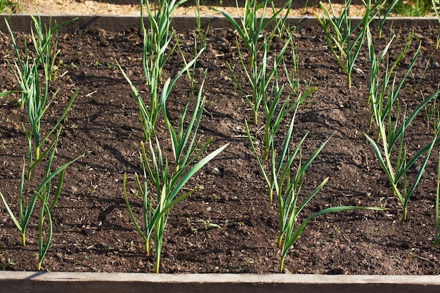 el cultivo de tallos de cebolla verde en el jardín