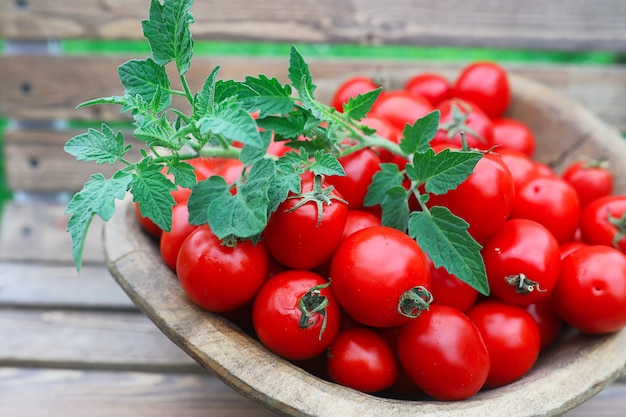 Cultivo de tomate fresco en un recipiente de madera sobre un fondo