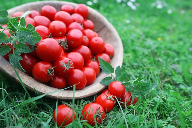 Cultivo de tomate fresco en un recipiente de madera sobre un fondo