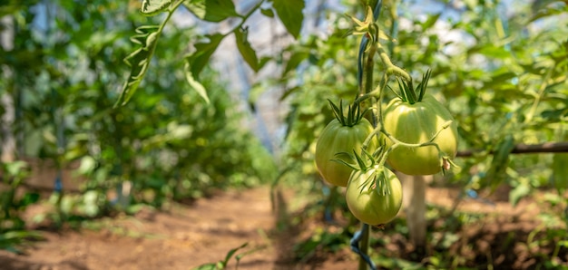 cultivo de tomates en calidad orgánica sin productos químicos en un invernadero en la granja. Comida sana, verduras. copia espacio