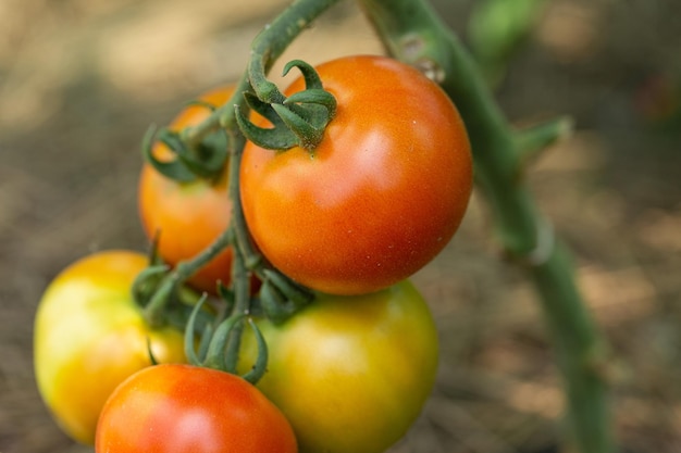 Cultivo de tomates en camas altas dentro de un invernadero Cultivo de riego por goteo