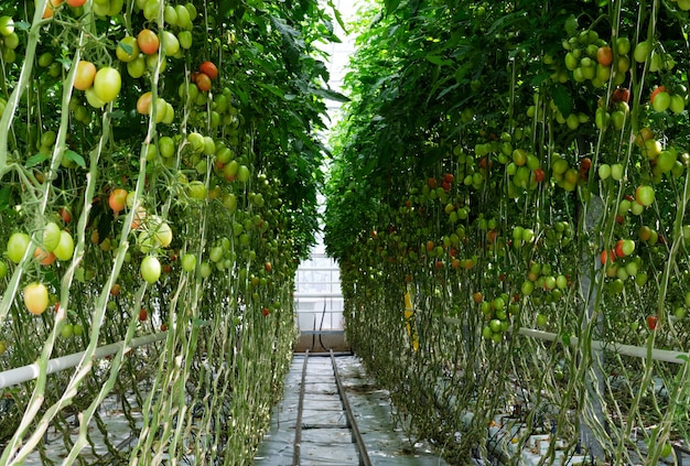 Cultivo de tomates en invernadero hidropónico con luz natural.