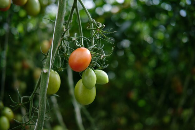 Cultivo de tomates en invernadero hidropónico con luz natural