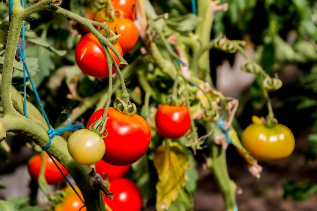 Cultivo de tomates en un invernadero