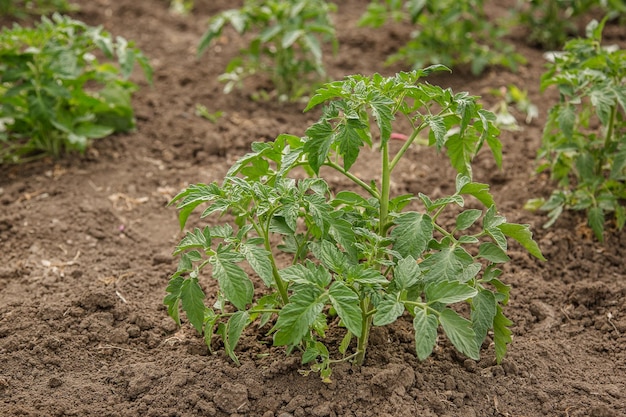 Cultivo de tomates en el jardín en el jardín.