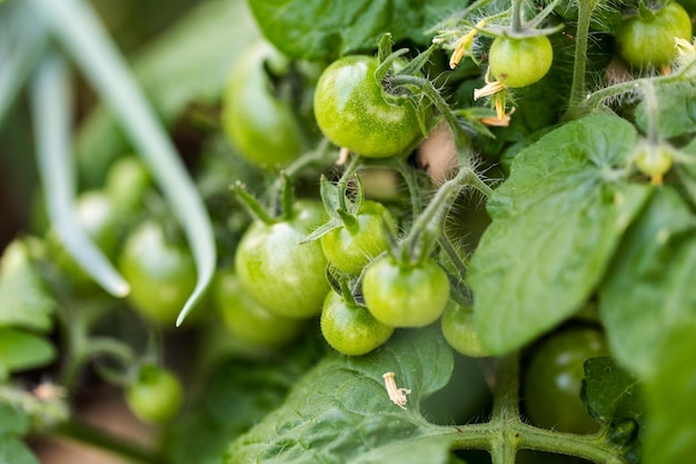 Cultivo de tomates en macetas de terracota para jardín pequeño.