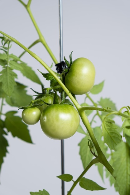 Cultivo de tomates a partir de semillas muchos tomates verdes en las ramas