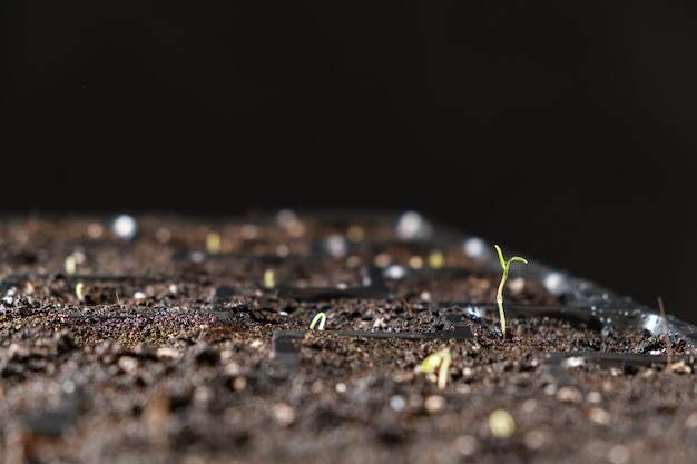 Cultivo de tomates a partir de las semillas el primer brote