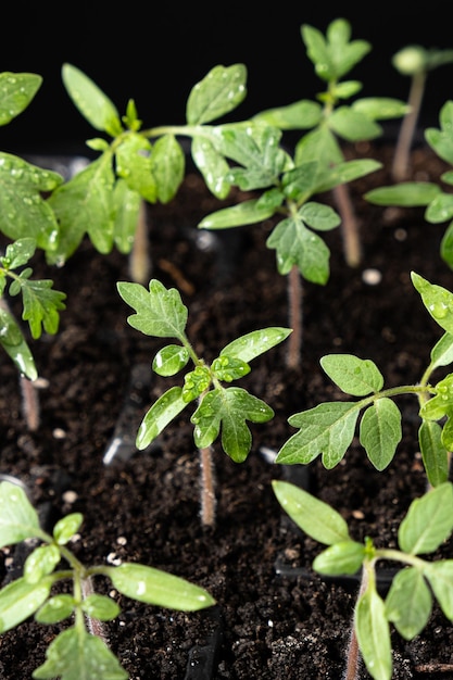 Cultivo de tomates a partir de semillas que han crecido los brotes