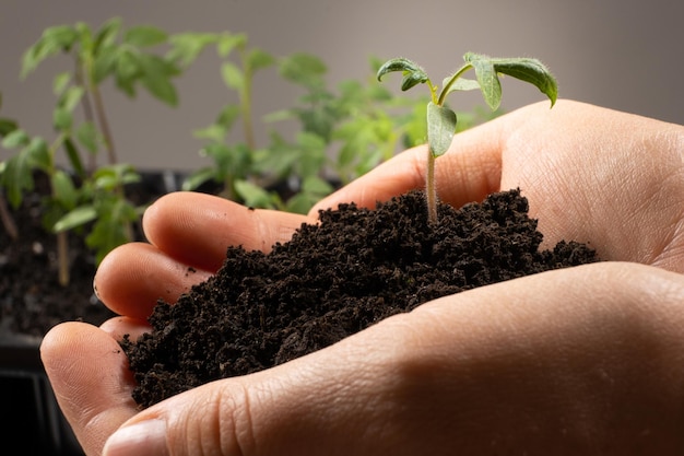 Cultivo de tomates a partir de semillas que plantan plántulas.