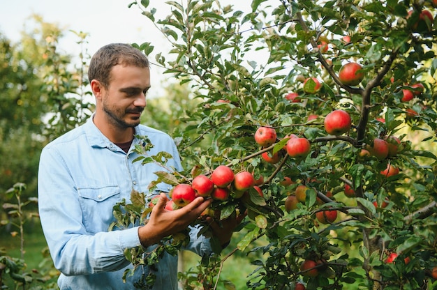 Cultivo de trabajador de sexo masculino atractivo joven agricultor recogiendo manzanas en huerto en la aldea durante la cosecha de otoño. Hombre feliz trabaja en el jardín, cosechando retrato de manzanas maduras plegadas al atardecer.