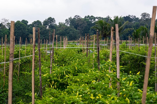 Cultivo tradicional de chile en Banyuwangi Regency Indonesia