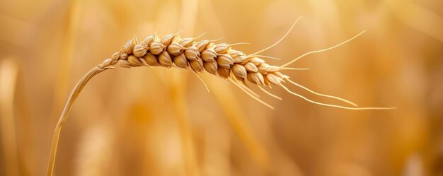 Un cultivo de trigo en un campo de cerca