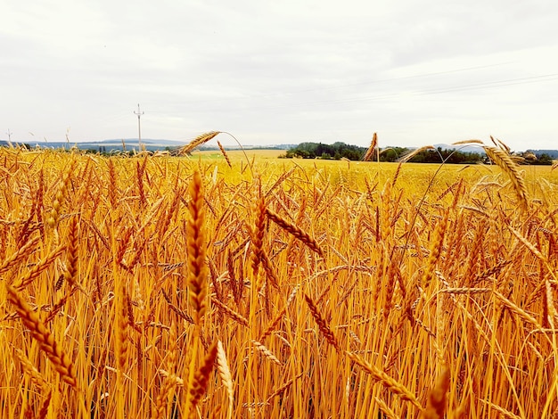 Cultivo de trigo en el campo