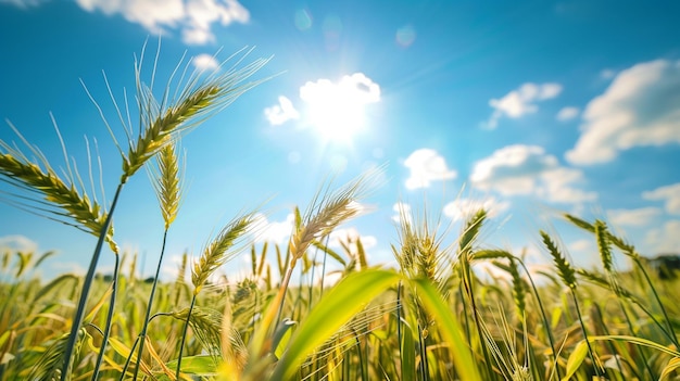 Cultivo de trigo con luz solar y cielo azul por la mañana IA generativa