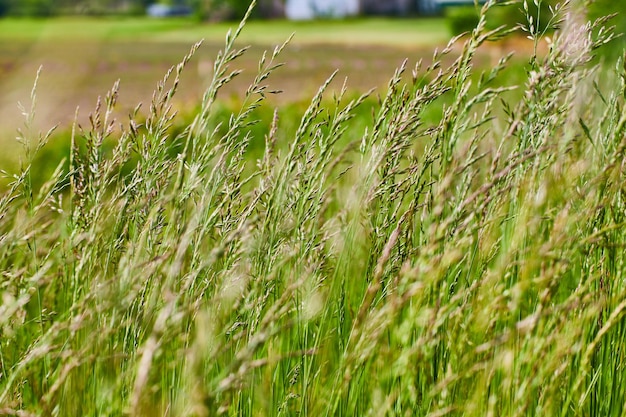 Cultivo de trigo verde en una granja que crece bajo el sol brillante