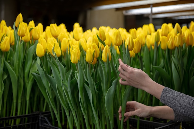 Cultivo de tulipanes en una fabricación artesanal de invernadero para su celebración
