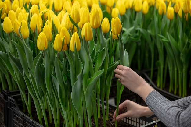 Cultivo de tulipanes en invernadero.