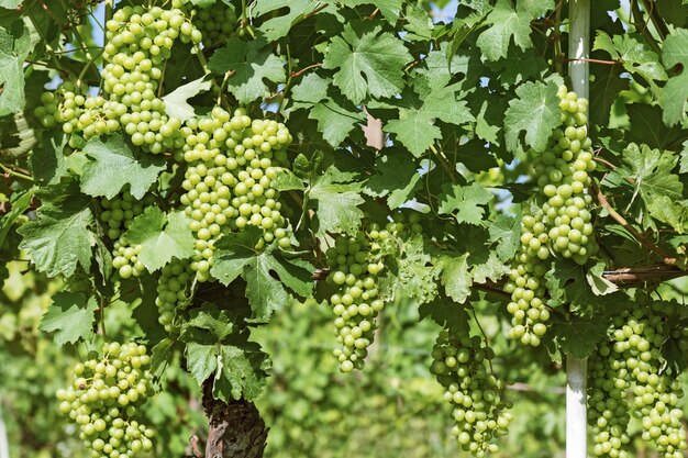 Cultivo de uvas en Italia en la región del Piamonte, cerca de Alba.