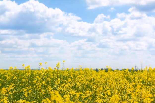 Cultivo de variedades de cría de colza Plantas de colza amarilla en suelos fértiles