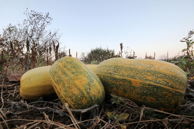 Cultivo de vegetales de calabaza fresca en el jardín