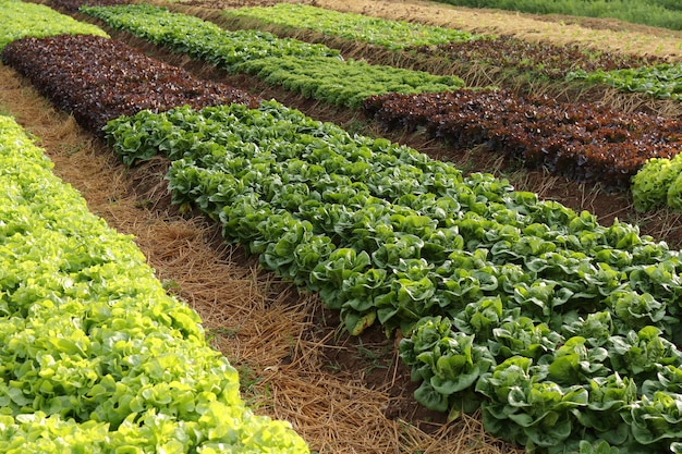 Cultivo de vegetales orgánicos y no tóxicos en el suelo Granja de ensaladas de vegetales con hermosos colores, limpio, fresco y seguro Concepto de agricultura orgánica alimentos saludables