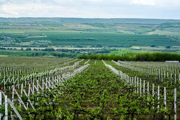 Cultivo de viñedos en Moldavia