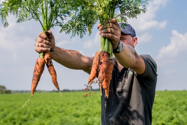 Cultivo de zanahorias orgánicas. Zanahorias en manos de un granjero.