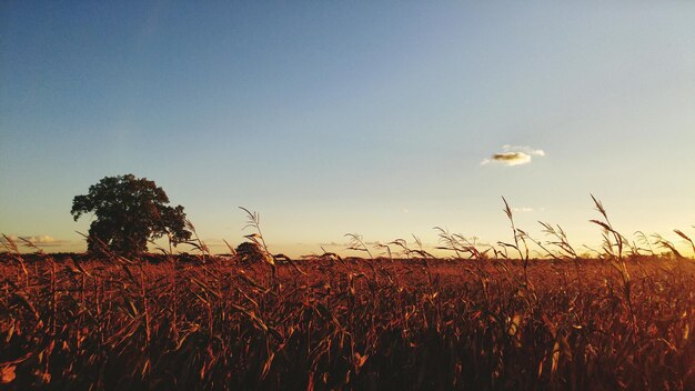 Los cultivos crecen en el campo contra un cielo despejado al atardecer